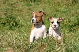 AMSTAFF  PUPPIES 276